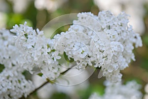 Sweetheart Lilac Syringa x hyacinthiflora Schneeweisschen white flowers